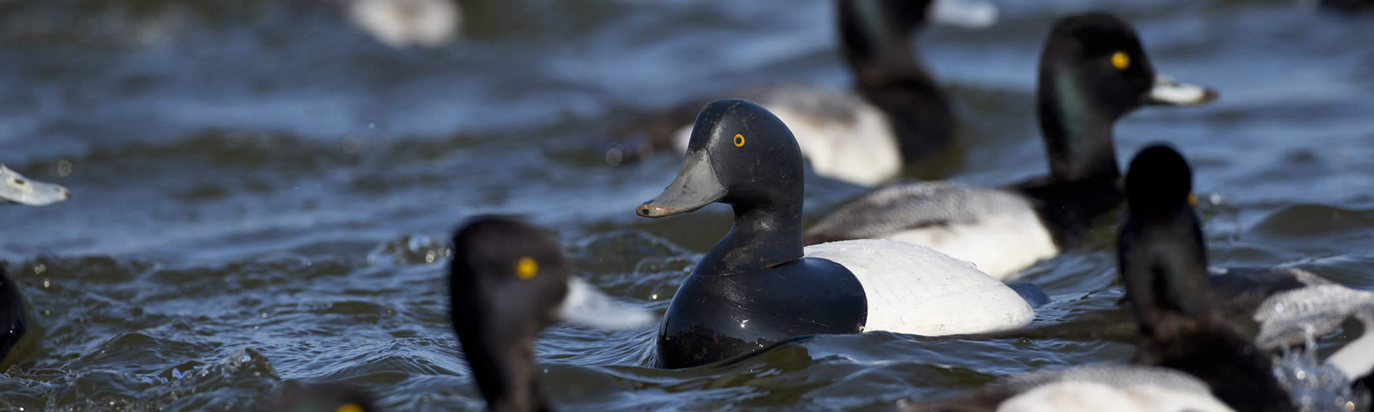 DECOY FESTIVAL Havre de Grace Decoy Museum