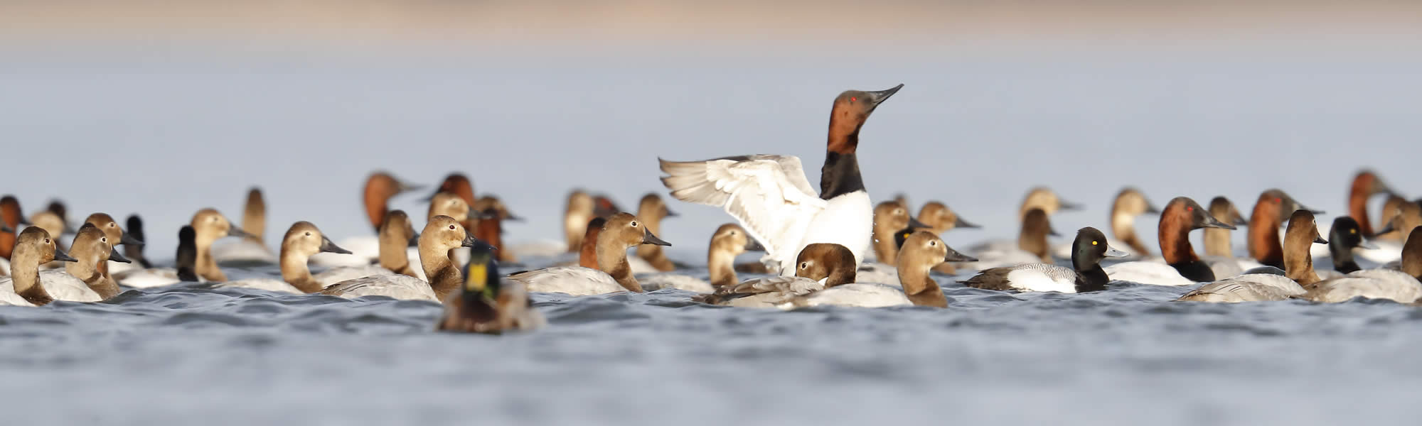 DECOY FESTIVAL Havre de Grace Decoy Museum